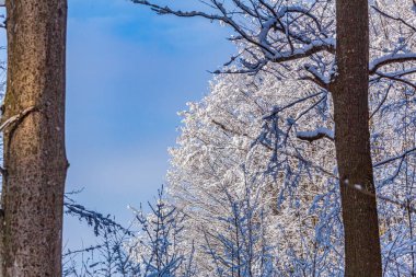 Ormanda karla kaplı ağaçlar