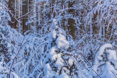 Karla kaplı ağaçlarla kaplı kış ormanı