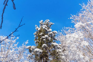 Çam ağacının dalları karla kaplıydı