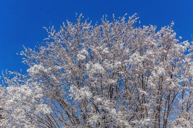 Hokkaido'da kış manzarası