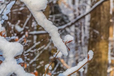Ormanda kış manzarası
