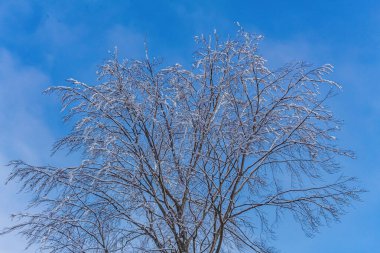 Ağaçlarla kaplı kış manzarası.