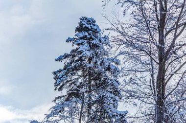 Karla kaplı ağaçlarla kaplı kış manzarası