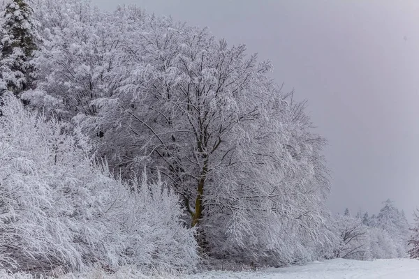 Ağaçlı güzel kış manzarası