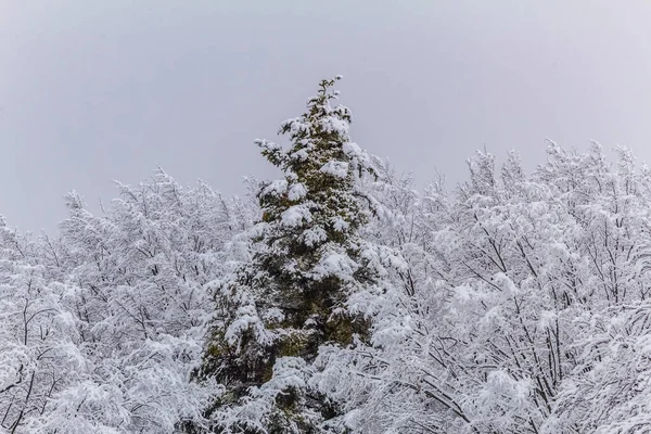 Doğanın güzel manzarası