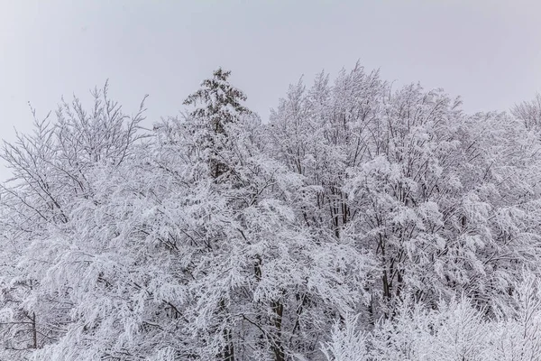 karla kaplı ağaçlar ve orman