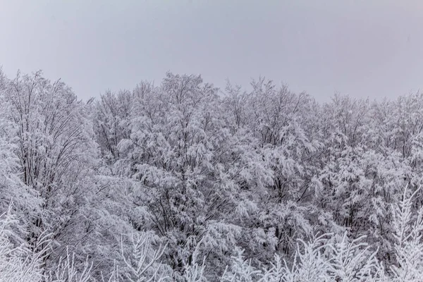 ağaçlarda kar kış