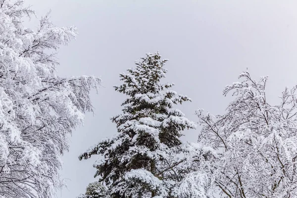 Kış karlı ormanlar, karla kaplı ağaçlar