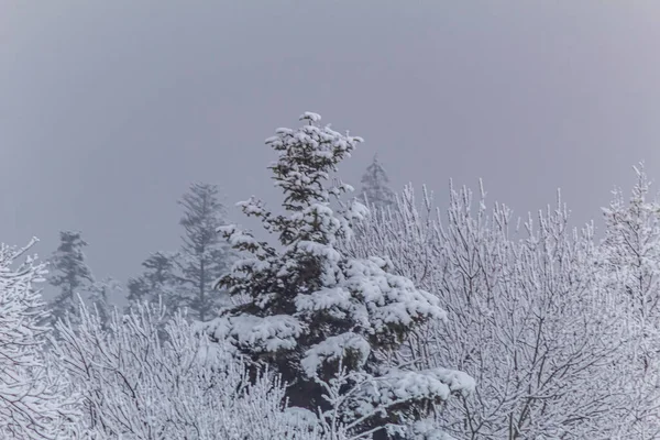 Güzel kış manzarası. Doğa
