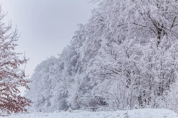 Kışın karlı orman