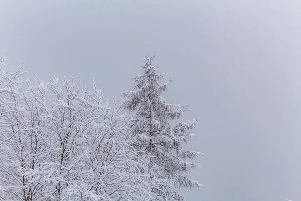 Karlı güzel kış manzarası