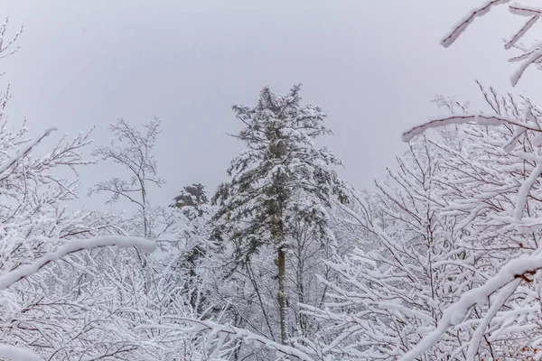 Kırsal kesimde kış karları kaplıydı.