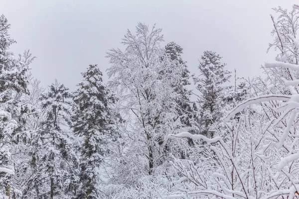 Kış ormanlarında beyaz kabarık dalları olan kar ağaçları