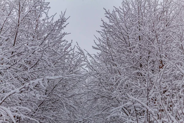 Ormanda karla kaplı ağaç dalları