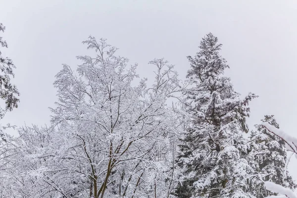 Kış ormanında karla kaplı ağaçlar