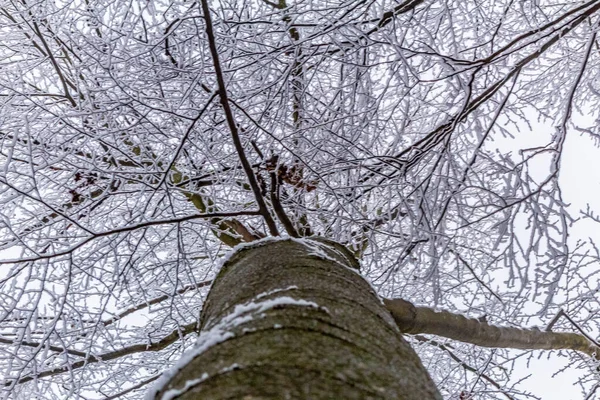 kar kış ormandaki ağaç dalları kaplı