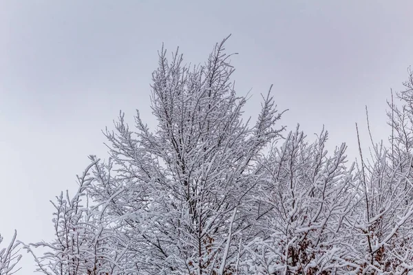 Parkın kış manzarası