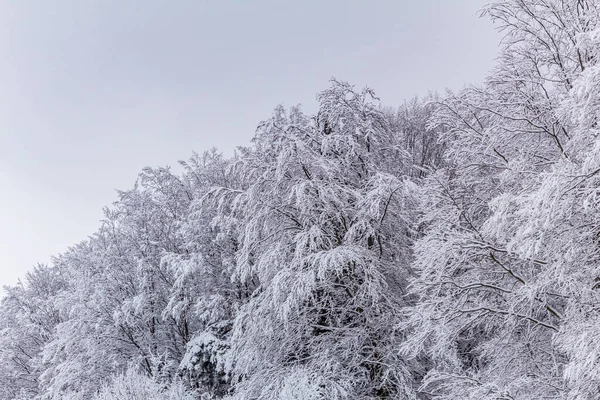 Kış boyunca ormandaki ağaçlar karla kaplandı