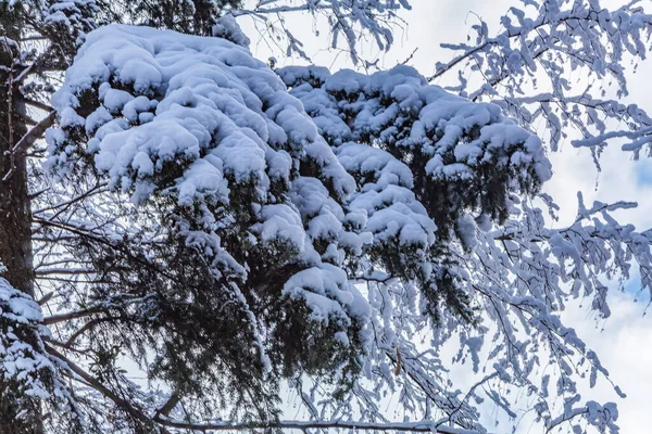 Arkasında ağaçlar ve kar olan güzel karlı orman manzarası