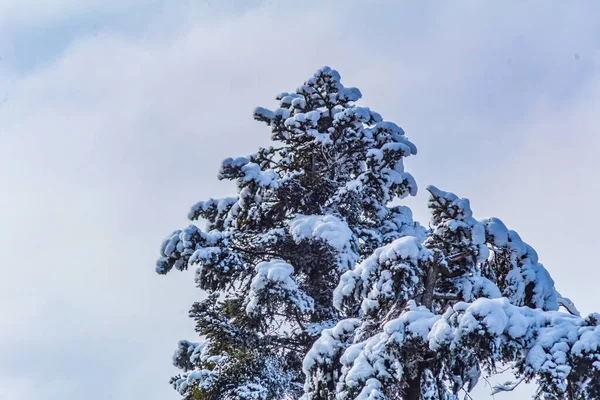 Ormanda karla kaplı ağaçlar