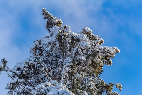 karla kaplı ağaç dalları kışın mavi gökyüzü arka planına karşı