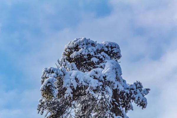 Karla kaplı ormanda çam ağacı dalları