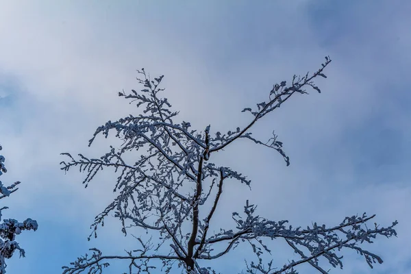 Dalları kar ve mavi gökyüzü