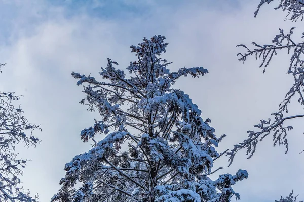 karla kaplı çam ağacı bulutlu kış gökyüzüne karşı ormanda