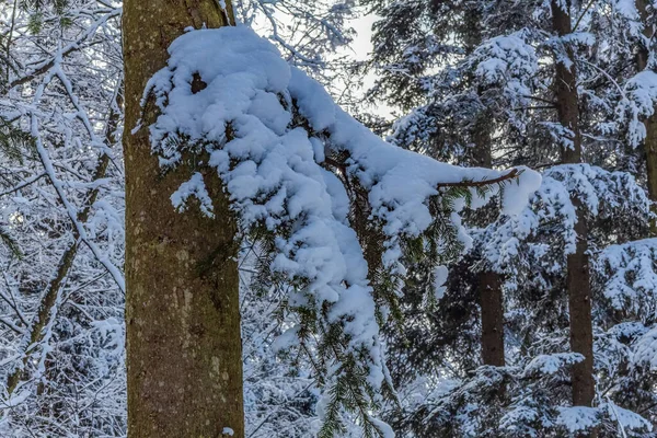 Karla kaplı ağaçlarla kaplı güzel kış manzarası