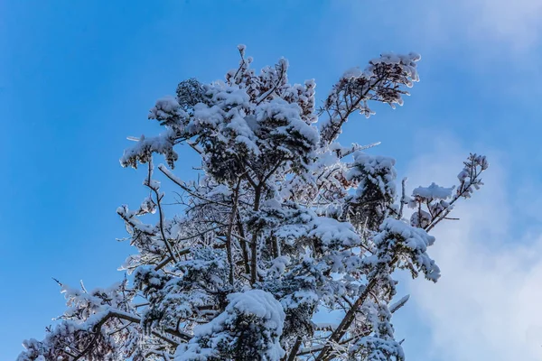 Kış manzarası. Ormanda karla kaplı çam ağacı dalları