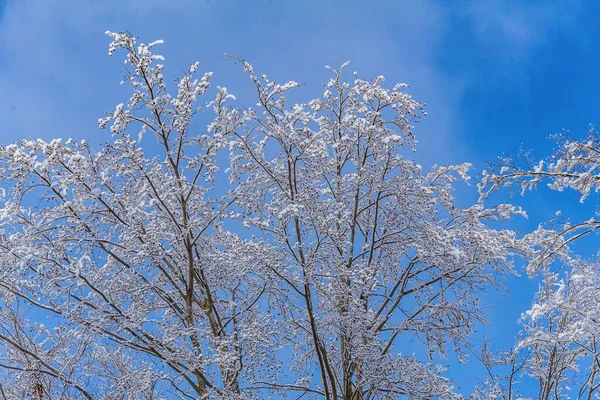 Ağaçların dallarında güzel kar.