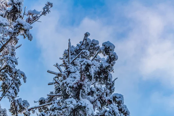 Güzel bir kış ormanının arka planında, çam ağaçlarının dallarına kar yağıyor.