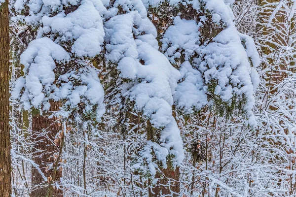 Kış ormanı karla kaplı