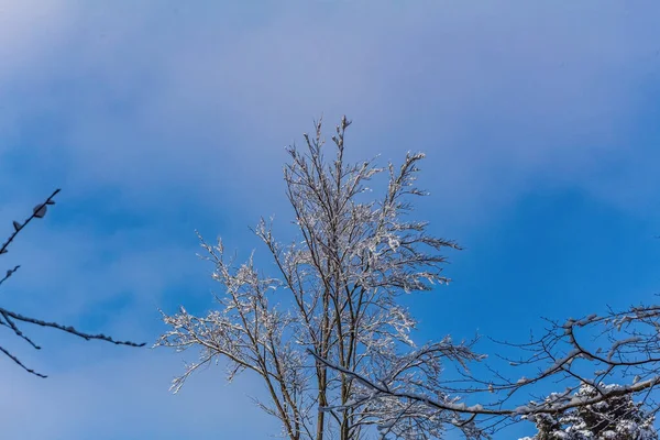 Karlı güzel kış ormanı