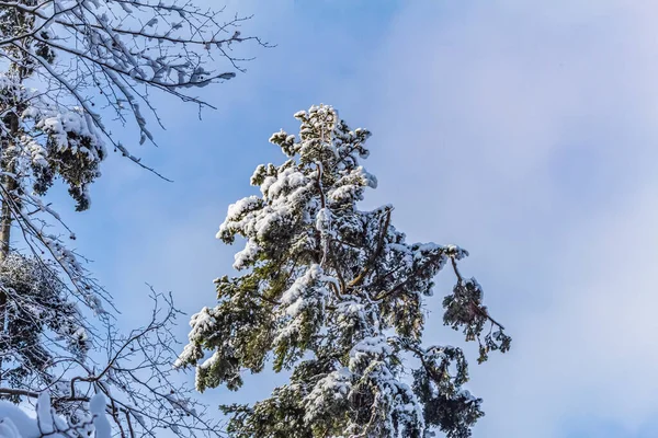 Çam ağaçları kışın gökyüzüne karşı