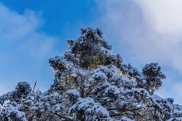 Karla kaplı ağaçlarla kaplı güzel kış manzarası