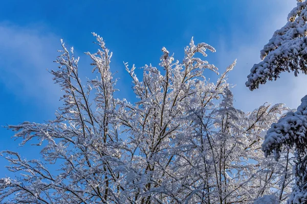 Güzel kış ormanı karla kaplı ağaçlarla.