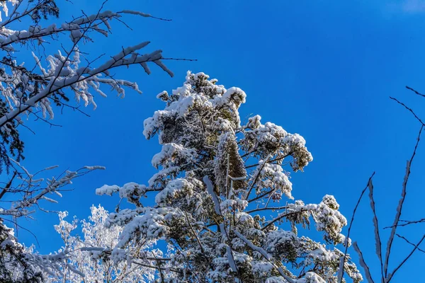 Ormanda karla kaplı ağaçlar