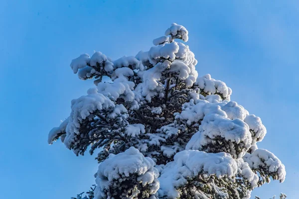 Doğada karla kaplı ağaç dalları, Noel kartı için doğal arka plan