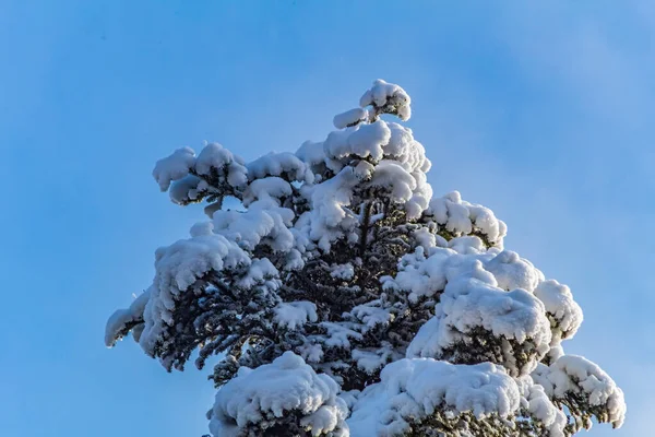 Ormanda karla kaplı ağaçlar. kış mevsimi.