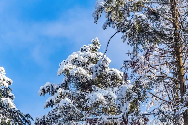 Kış ormanında karla kaplı köknar ağacı