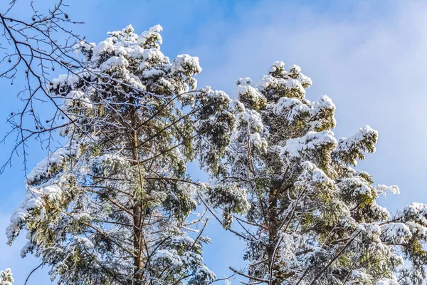 Kış ormanında çam ağacı