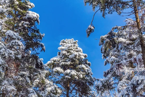 Kış manzarası. Karla kaplı ağaçlar. Güzel kış manzarası