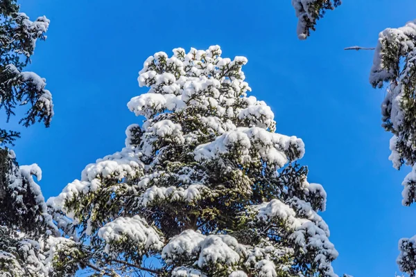 Çam ağacı karla kaplı.