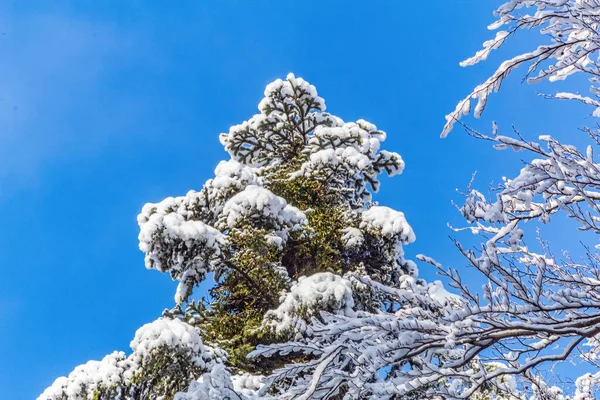 karla kaplı çam ağacı dalları mavi gökyüzüne karşı beyaz bulutlarla.