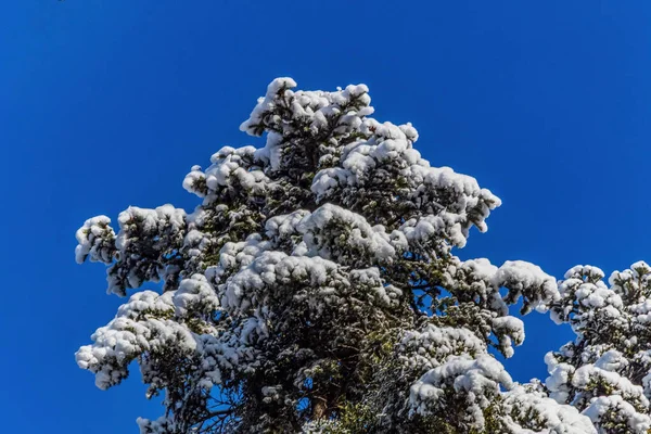 Karla kaplı ağaçlarla kaplı kış manzarası