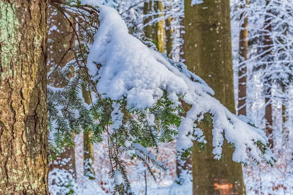 Ağaçların karla kaplı olduğu ormanda kış.