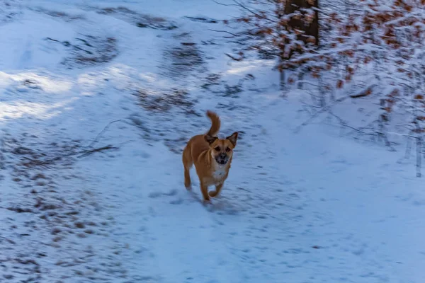 Güzel beyaz bir köpek ormanda yürüyor.