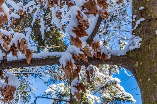 Güneşli bir günde şehir parkında çam ağaçlarıyla kaplı güzel kış manzarası