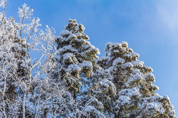 Çam ağaçları ve mavi gökyüzü beyaz pofuduk kar ile, kış manzarası